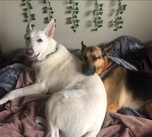 Dogs