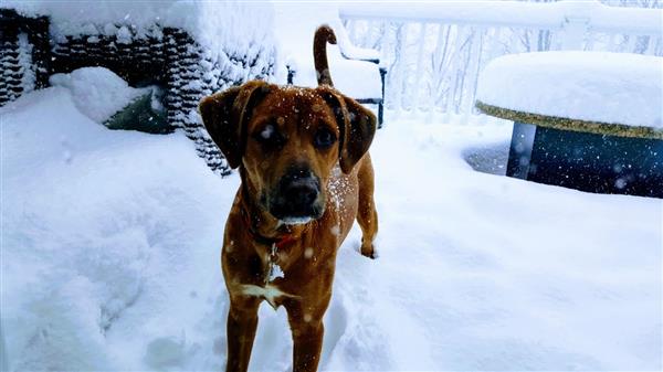 Cleo in the snow Cleo in the snow